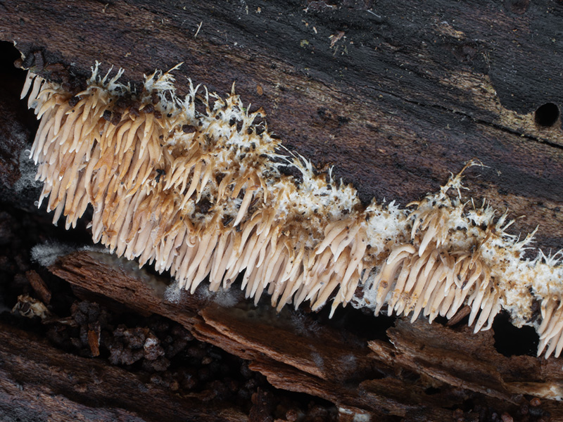 Hydnocristella himantia